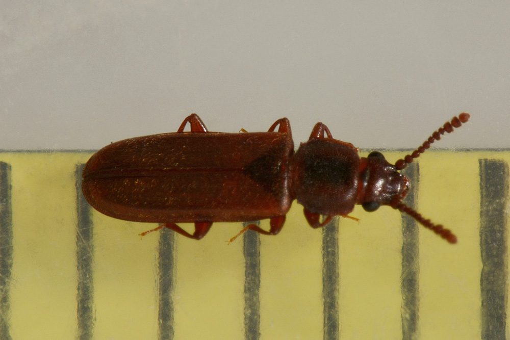 Cucujidae:  Pediacus dermestoides